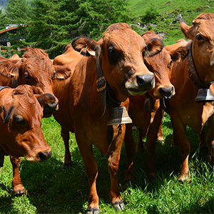 Une journée riche en échanges à Peisey Nancroix