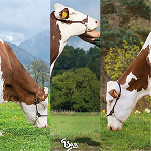 La réussite du mutualisme en génétique Montbéliarde