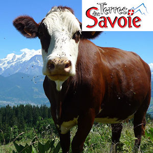 Agir dès maintenant pour maîtriser les mouches