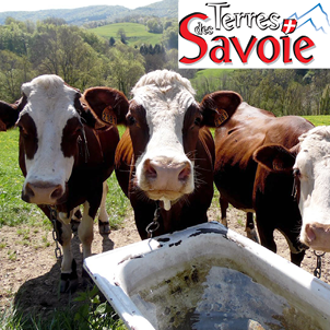 Des solutions pour réduire le stress thermique des vaches