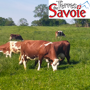 Le pâturage, une pratique aux nombreux atouts