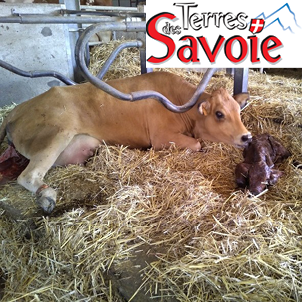 Le colostrum, la potion magique des petits veaux