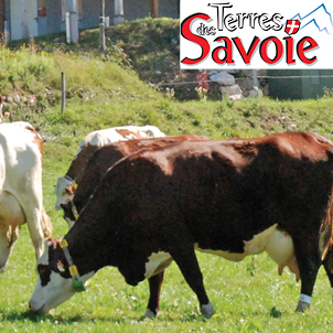 Offre génétique 2022-2023 : de toutes les couleurs et pour tous les goûts