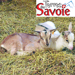 Un nouveau cap pour la reproduction caprine