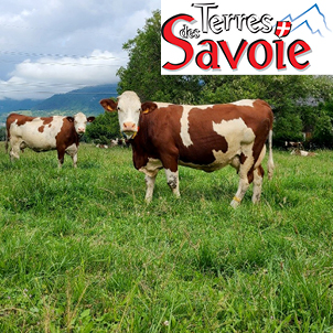 La lumière en élevage bovin, un paramètre encore trop souvent négligé