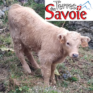 Sécuriser le renouvellement avec la semence sexée et maximiser les croisements avec Yperios