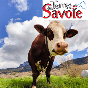 La longévité du troupeau laitier, gage de performance économique