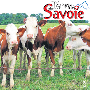 Élevage des génisses : les résultats de l’enquête menée auprès d’éleveurs de l’Albanais et des Bauges