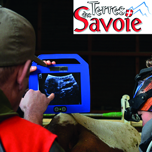 Lire dans les vagues folliculaires pour améliorer la reproduction des vaches