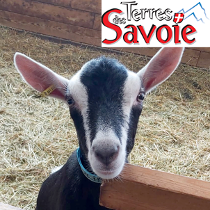 Rencontre caprins Gènes Avenir à Frangy : un moment d’échanges entre éleveurs et professionnels du terrain