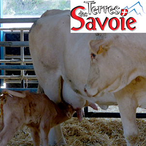 Avec Smart’Vel 2®, des vêlages sécurisés en toute simplicité