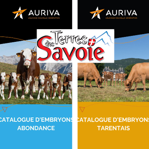 Embryons : transférer la réussite