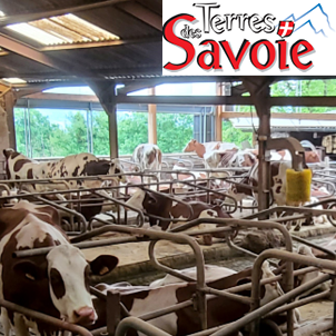 Mouches et insectes : des nuisances qui évoluent avec le climat