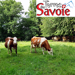 Comment gérer l’élévation cellulaire en été ?