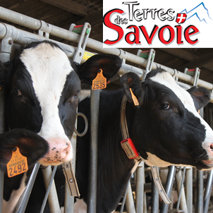 Les minéraux, partenaires de la bonne santé des troupeaux