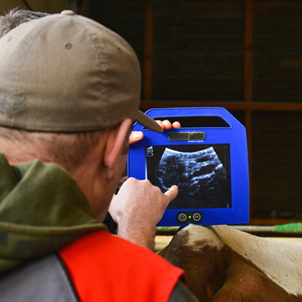 Suivre la reproduction de son troupeau avec Éleveurs des Savoie