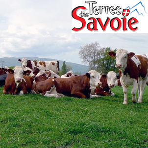 Avec une qualité sanitaire record, la moyenne laitière 2022 termine au même niveau que 2021