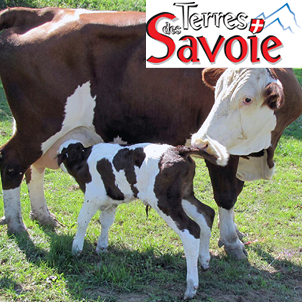 Du tarissement jusqu’au vêlage : comment bien accompagner vos vaches laitières ?