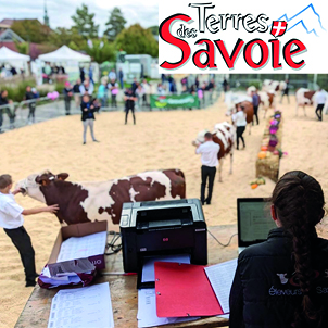 Concours bovins : au coeur d’une préparation collective