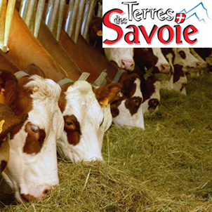 La situation technique et économique des élevages de la Semine et des Aravis