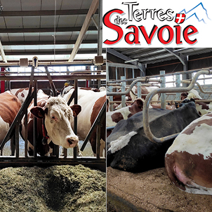 Deux solutions pour améliorer et préserver la productivité de la vache laitière