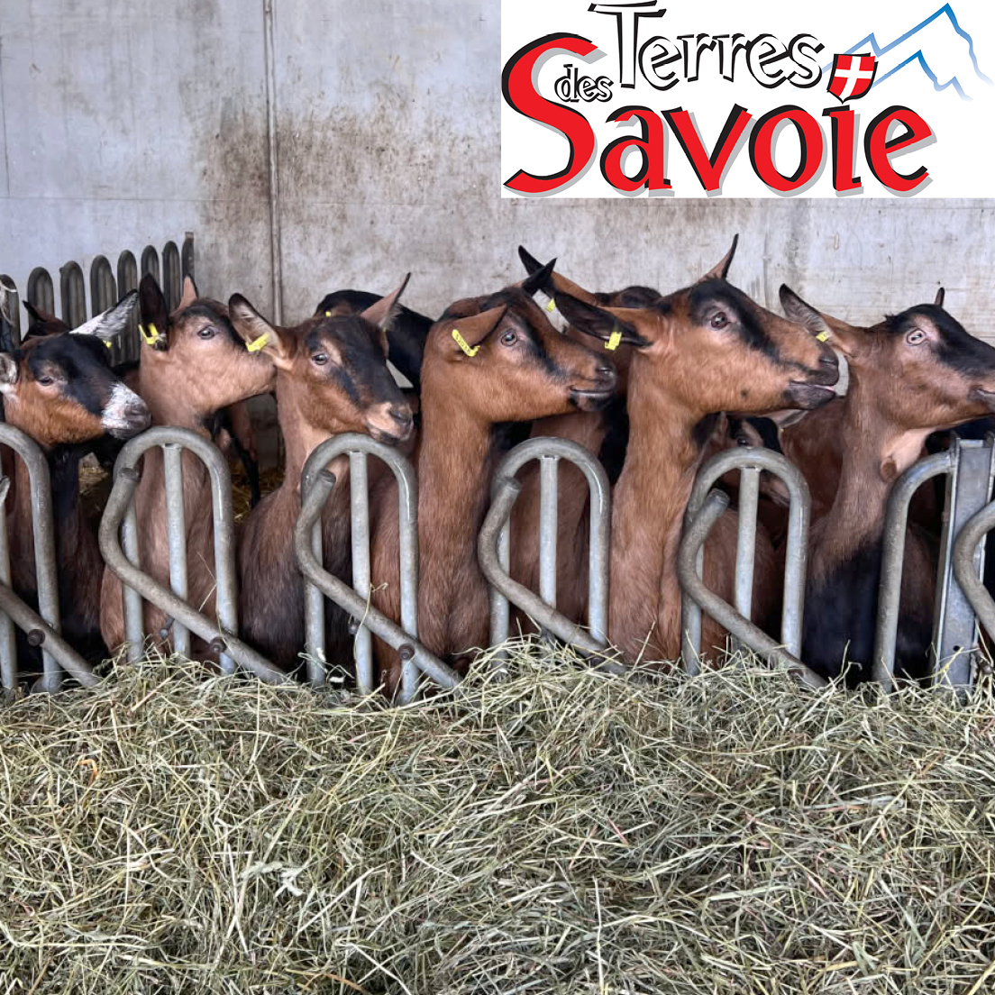 Le génotypage caprin, un dispositif collectif au service des éleveurs engagés