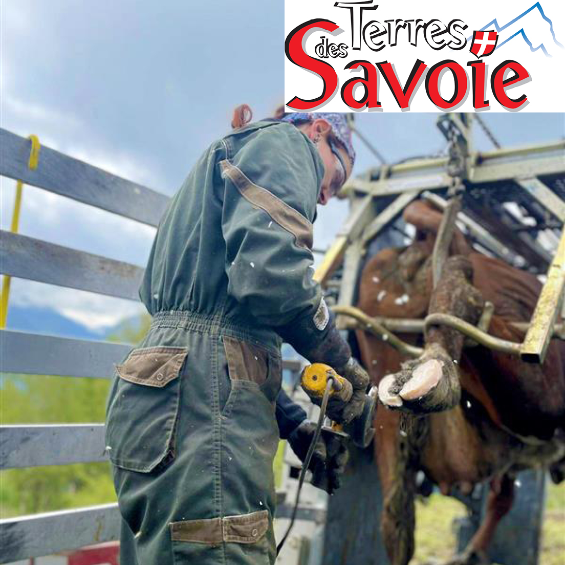 Le relevé de lésions en parage : un outil clé pour la santé des troupeaux et la sélection génétique