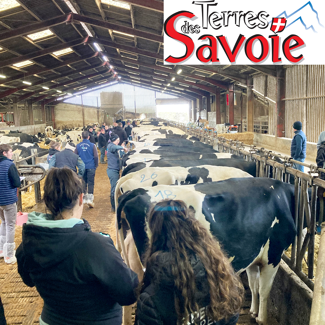 De la Drôme aux Savoie, construire la Holstein de demain