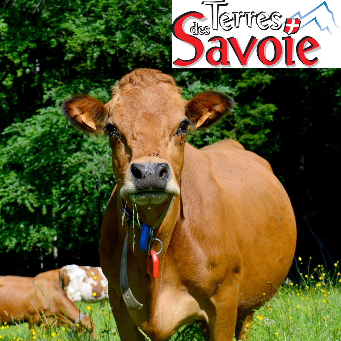 Agir tôt pour protéger le troupeau des mouches et insectes piqueurs