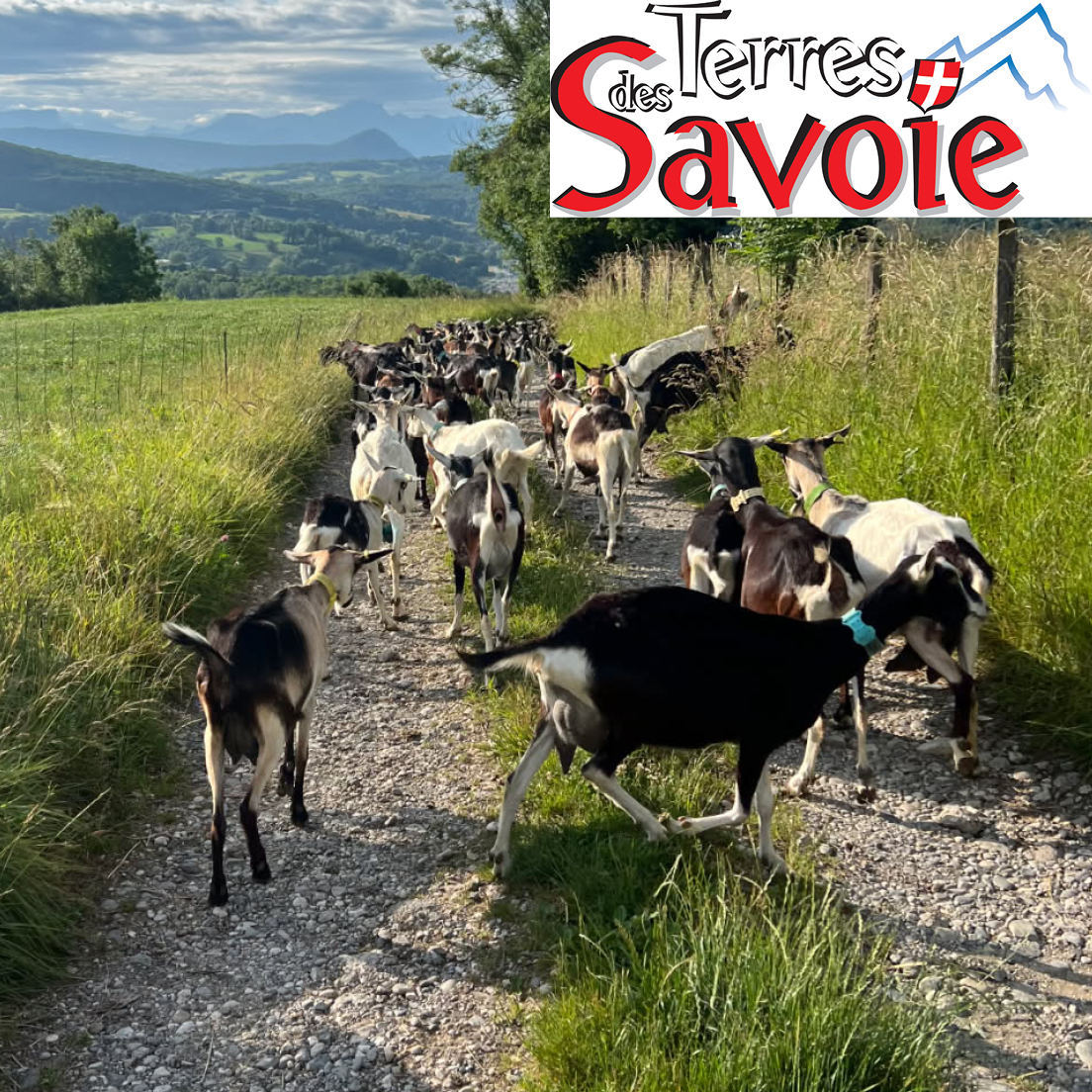 Éleveurs des Savoie accompagne les éleveurs caprins avec engagement