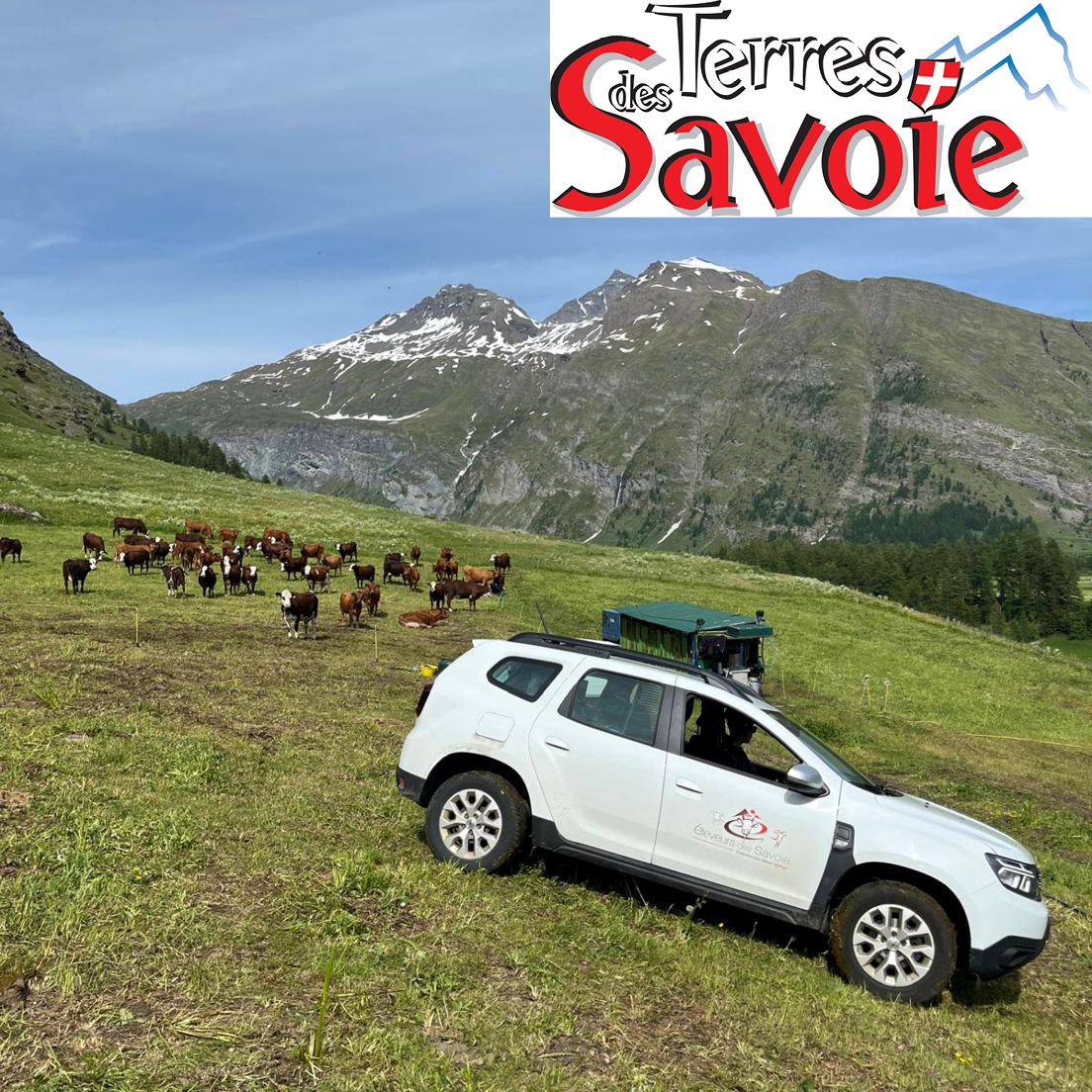 La saison des alpages : une mobilisation collective au service des éleveurs