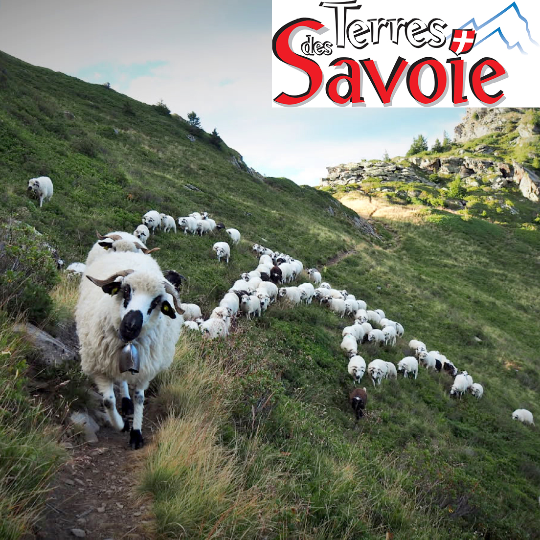 La race ovine Thônes & Marthod s’expose sur la scène européenne